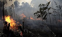Một vạt rừng bị thiêu rụi ở Amazon. Ảnh: AP
