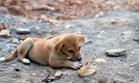 Một chú chó đang ăn chapati - món bánh truyền thống của Ấn Độ. Ảnh: Shutterstock