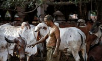 Uddhav Bhatia, một nhân viên y tế tuyến đầu, chạm vào một con bò sau khi bôi phân bò lên cơ thể, với niềm tin rằng nó sẽ tăng cường khả năng miễn dịch trước COVID-19. Hình ảnh tại một trung tâm trị liệu phân bò ở Ahmedabad (Ấn Độ). Ảnh: Reuters