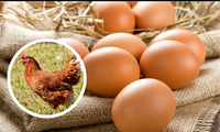 Câu hỏi &quot;con gà hay quả trứng có trước&quot; cuối cùng đã có lời giải đáp?