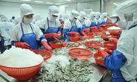 Theo Bộ NN&PTNT, EVFTA có hiệu lực đã mang đến triển vọng cho xuất khẩu tôm Việt Nam sang thị trường EU trong những tháng cuối năm 2020.