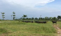 Hà Nội công khai danh sách xử lý 27 dự án &apos;ôm đất&apos; chậm triển khai