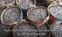 Muối cá cơm làm nước mắm Phan Thiết