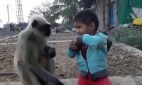 Cậu bé sống với bầy khỉ hoang dã như anh em một nhà