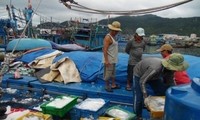 Ngư dân Quảng Nam thu hơn 5 tỷ đồng một chuyến câu mực