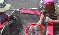 Nuôi cá mú Indonesia thu nhập 800 triệu đồng mỗi năm