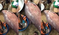 Bắt được cá trắm khủng 75kg ở hồ Thác Bà gây xôn xao