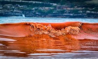 Thủy triều đỏ giết chết hàng nghìn sinh vật biển ở Mỹ