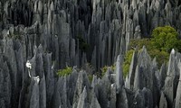 Khám phá rừng đá kỳ bí triệu năm tuổi ở Madagascar