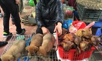 Thói quen ăn thịt chó ở Việt Nam