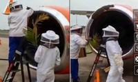 Nhân viên sân bay đuổi 20.000 con ong chui vào động cơ máy bay
