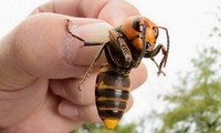 Ong bắp cày khổng lồ có thể giết người bằng một vết đốt