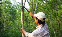 Vườn gỗ sưa 10.000 m2 của nông dân Bình Phước