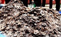 Hải quan thu giữ 5 tấn vảy tê tê nhập từ châu Phi về Việt Nam
