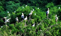 Vườn chim Vĩnh Long có nguy cơ bị xóa sổ vì nạn săn bắt trộm