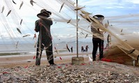 Người dân Bà Rịa - Vũng Tàu bắt cá trích kiếm tiền triệu mỗi ngày