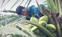 Trèo cây hái dừa kiếm gần triệu đồng mỗi ngày trong đợt nắng nóng
