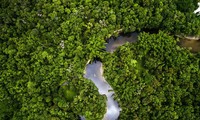 Điều gì xảy ra nếu rừng Amazon biến mất?
