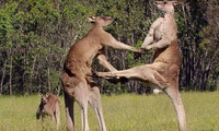 Kangaroo - võ sĩ đấm bốc thượng hạng trong tự nhiên