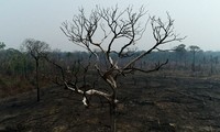 Những khoảng rừng Amazon bị lửa tàn phá