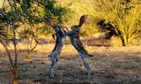 Choáng với trận “so găng sinh tử” giữa hai chú thỏ trên hoang mạc 