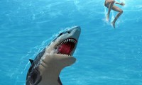 Cá mập trắng tấn công nhóm thợ lặn ngoài khơi Australia