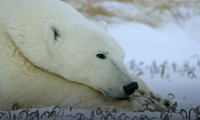 Cuộc chạm trán giữa bầy sói và gấu trắng Bắc Cực