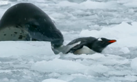 Chim cánh cụt thoát chết ngoạn mục khi bị hải cẩu báo dài 3 mét săn đuổi