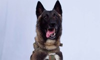 Người dân Mỹ ca ngợi con chó truy đuổi thủ lĩnh IS