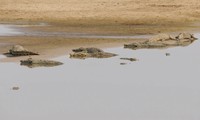 Linh dương băng qua khúc sông đầy cá sấu
