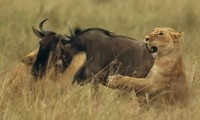 Linh dương đầu bò tăng tốc vượt qua ba con sư tử