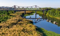 Cầu Long Biên đẹp mê hoặc trong mùa cỏ lau