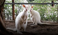 Chiêm ngưỡng chuột túi wallaby lần đầu tiên xuất hiện ở Hà Nội