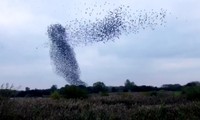 Chim săn mồi tấn công đàn sáo đá hàng nghìn con