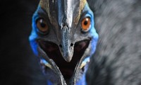 Loài chim khổng lồ cực nguy hiểm được ví là khủng long thời hiện đại
