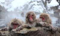Đàn khỉ tuyết tắm suối nước nóng mỗi sáng