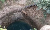 Giải cứu linh dương mắc kẹt dưới giếng sâu 20 m
