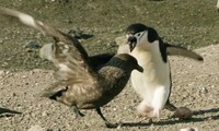 Chim cướp biển trả giá vì cướp trứng của cánh cụt