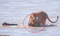 Sư tử mẹ túm lấy đàn con, băng qua sông đầy cá sấu