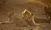 Sư tử chọn giết trâu đực để cả đàn đủ ăn