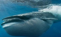 Cách săn mồi của cá voi nặng 30 tấn