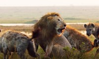 Cuộc đọ sức giữa sư tử và 20 con linh cẩu