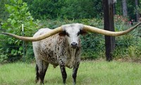 Con bò có cặp sừng dài nhất thế giới