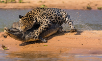 Báo đốm bơi qua sông đoạt mạng cá sấu