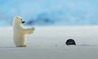 Gấu Bắc Cực con ngạc nhiên khi lần đầu gặp hải cẩu