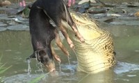 Cá sấu rình rập với cú đớp tử thần khiến lợn rừng bỏ mạng