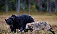 Đàn sói phối hợp tấn công gấu đen để bảo vệ hang
