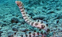Loài lươn sở hữu hai bộ hàm, nuốt trọn con mồi trong tích tắc