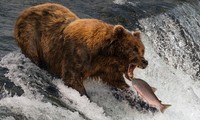 Loài gấu ăn hơn 45 kg cá hồi mỗi ngày