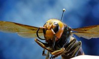 Bạn sẽ ra sao nếu bị đàn ong bắp cày sát thủ tấn công?
